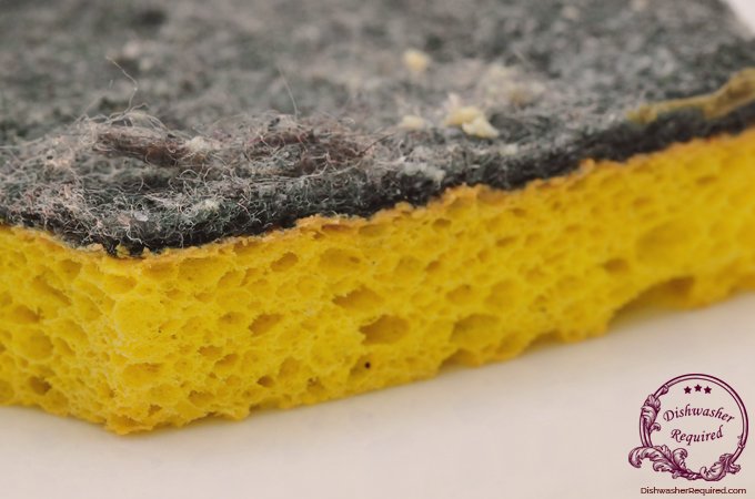 How to REALLY disinfect a sponge